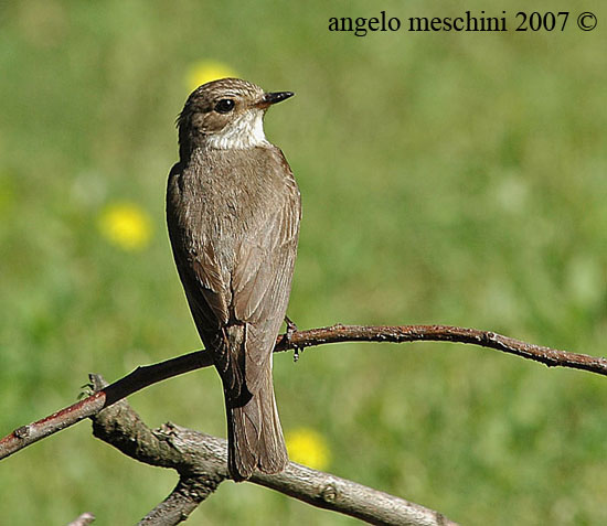 Pigliamosche Muscicapa striata. Un ritratto.